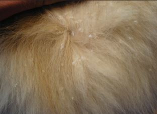 golden retriever ichthyosis ichthyosis golden retriever assistedlivingcares golden retriever ichthyosis ichthyosis golden retriever assistedlivingcares