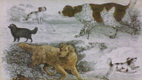 Setters and Spaniels by Reinagle from Daniel’s Royal Sports 1802. Original copperplate engraving by J. Scott. Upper right-The Old English Setter: Lower left-The Setter (Featherstone Castle breeding-not Irish). Courtesy R. Page Elliott