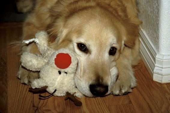 golden retriever rescue washington state golden retriever club washington state dogs in our photo golden retriever rescue washington state golden retriever club washington state dogs in our photo