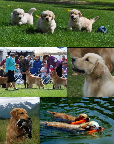 golden retriever breed standard golden retriever breed standard illustrated dogs our friends photo golden retriever breed standard golden retriever breed standard illustrated dogs our friends photo