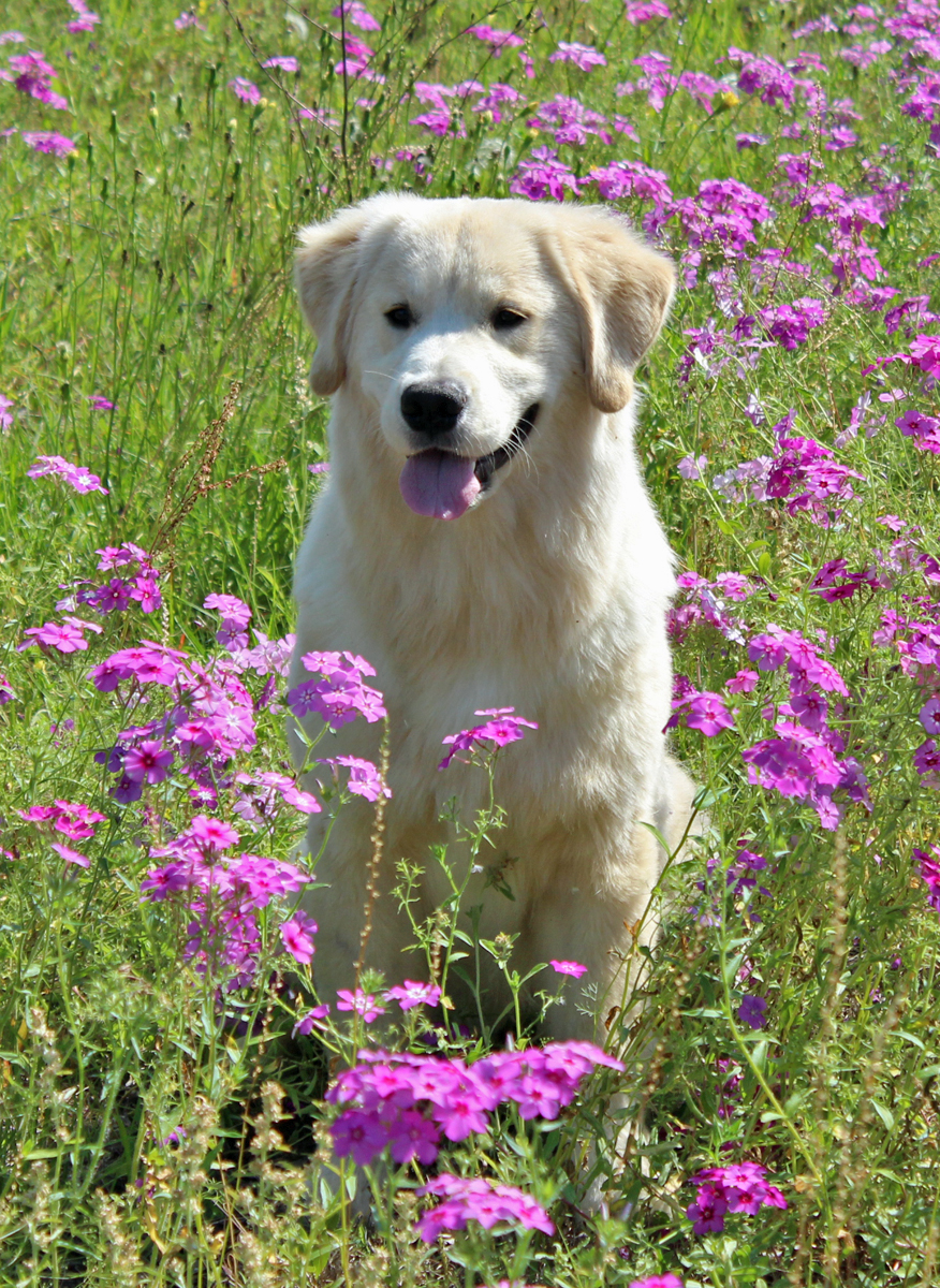 golden retriever rescue new hshire golden retriever rescue centre dogs our friends photo golden retriever rescue new hshire golden retriever rescue centre dogs our friends photo