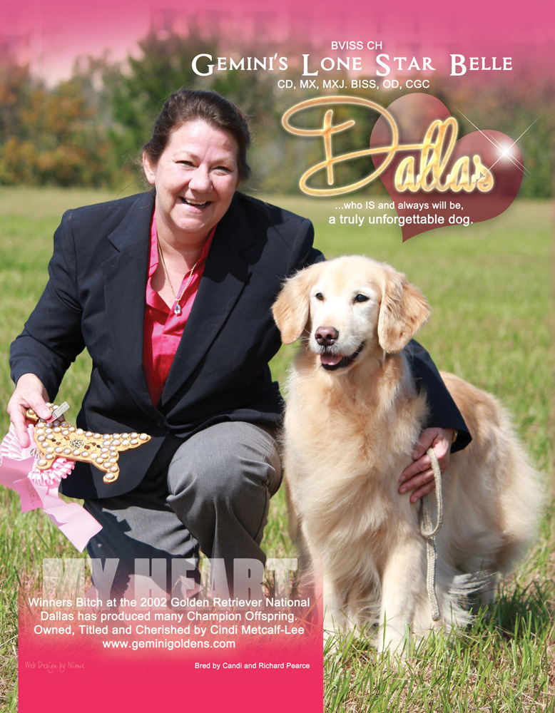 golden retriever news golden retriever news ads golden retriever club of america golden retriever news golden retriever news ads golden retriever club of america