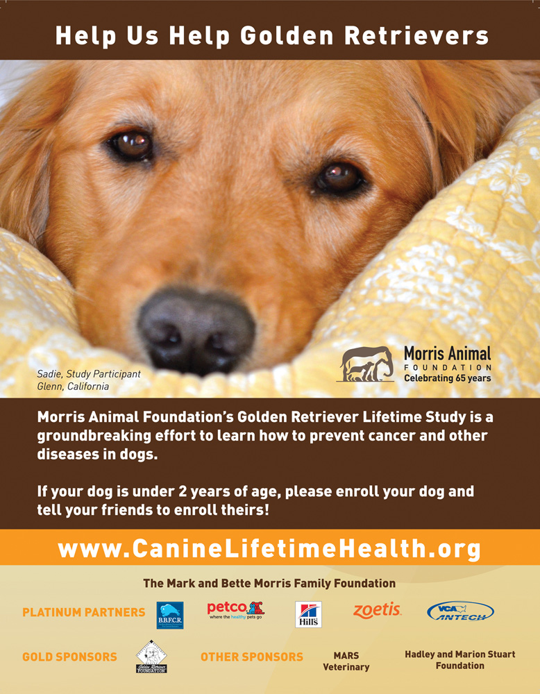 subaru golden retriever commercial golden retriever ad assistedlivingcares subaru golden retriever commercial golden retriever ad assistedlivingcares