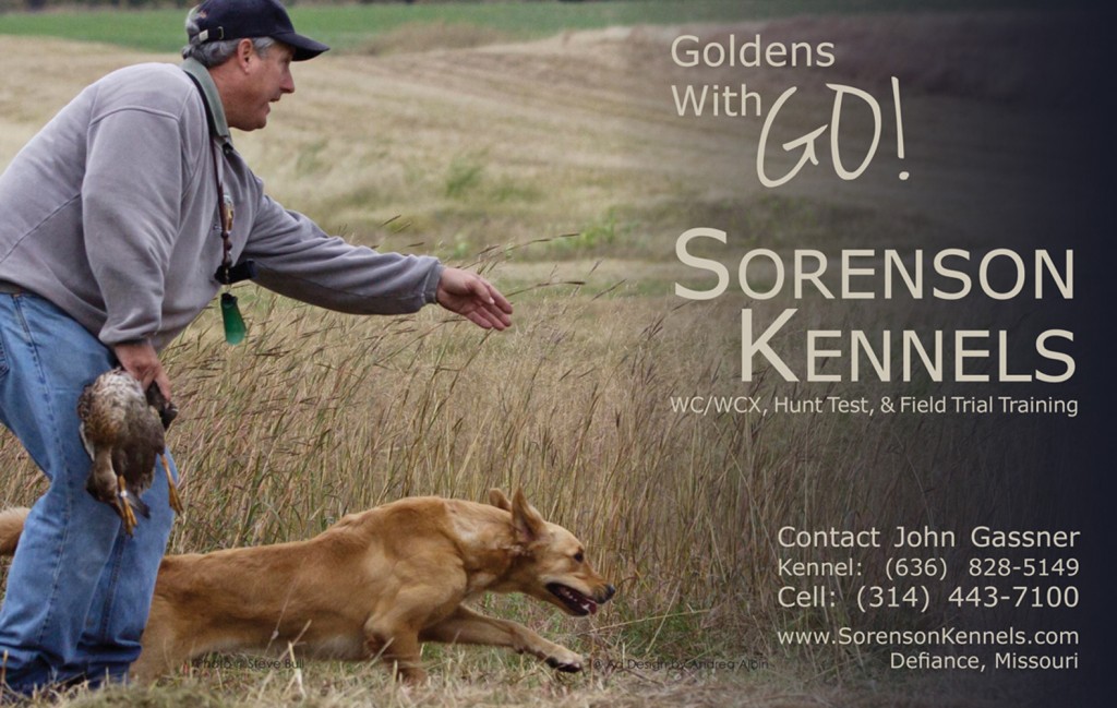 golden retriever news golden retriever news ads golden retriever club of america golden retriever news golden retriever news ads golden retriever club of america