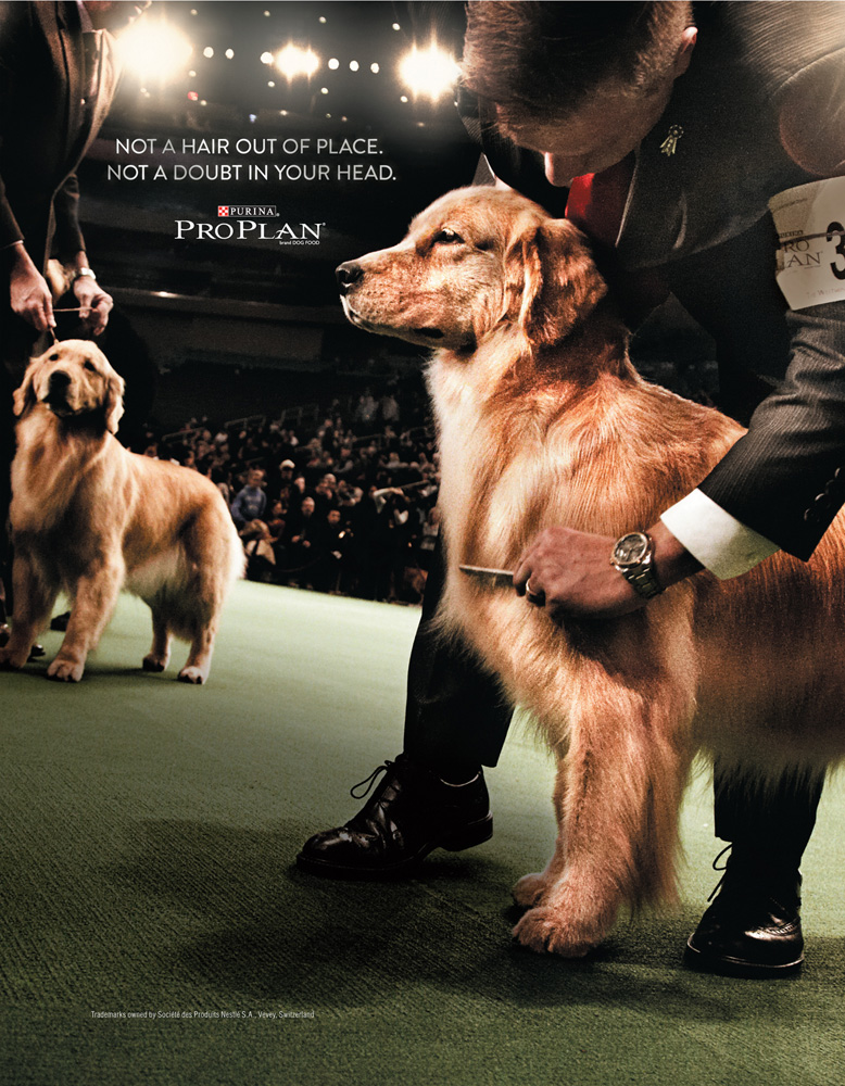 golden retriever news golden retriever news ads golden retriever club of america golden retriever news golden retriever news ads golden retriever club of america